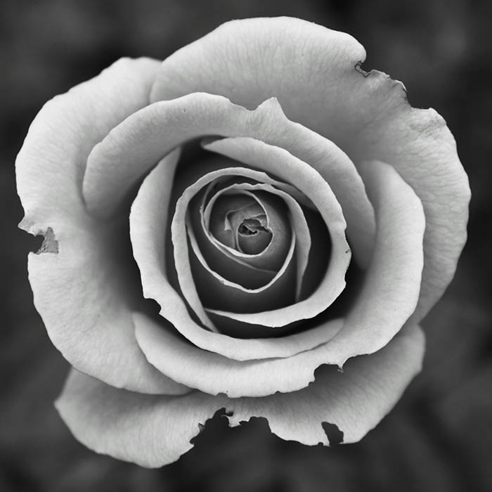 portfolio1/Image
